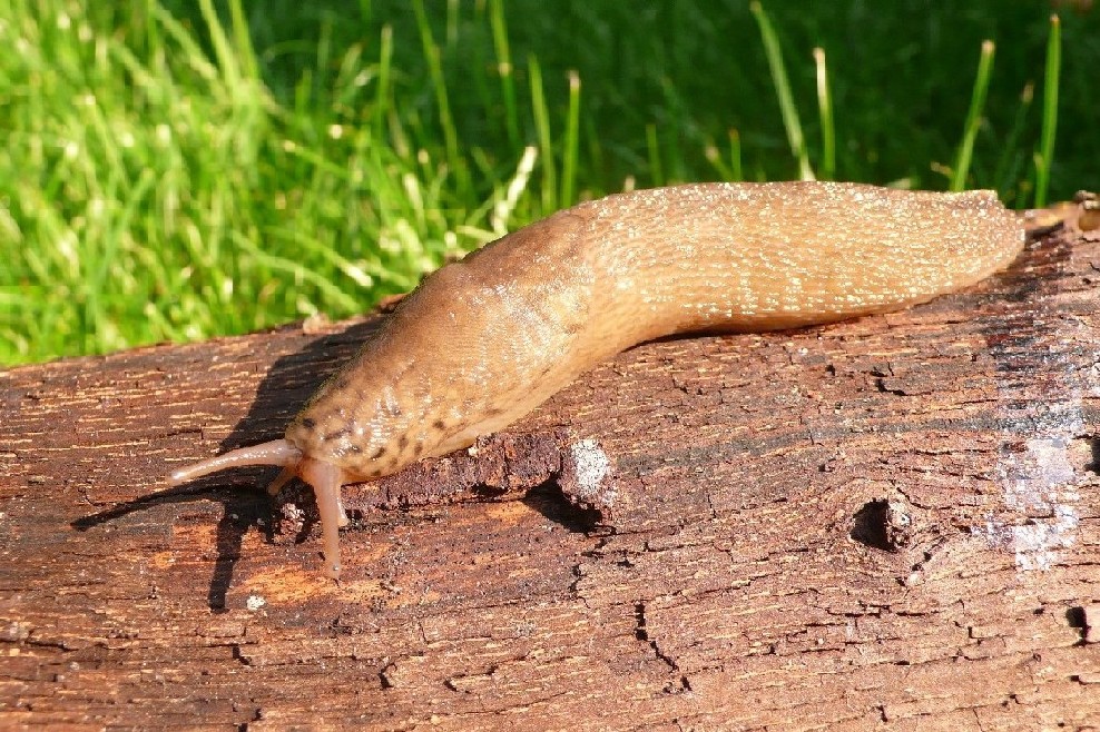 Limax maximus da Cremona